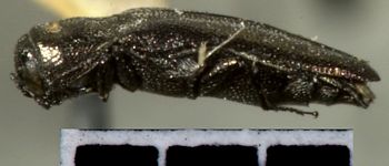 Media type: image;   Entomology 33825 Aspect: habitus lateral view